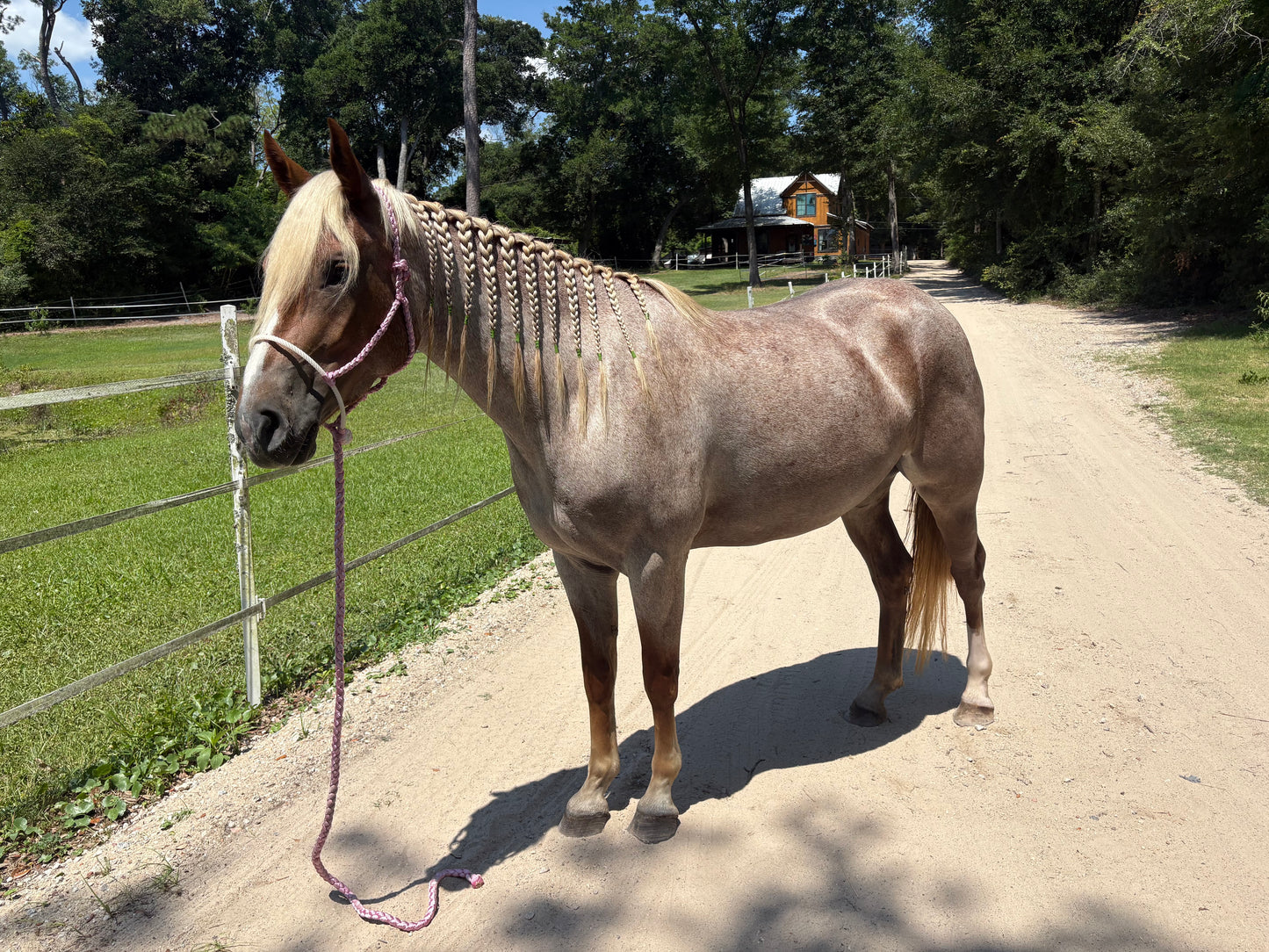 Mule Tape Halter